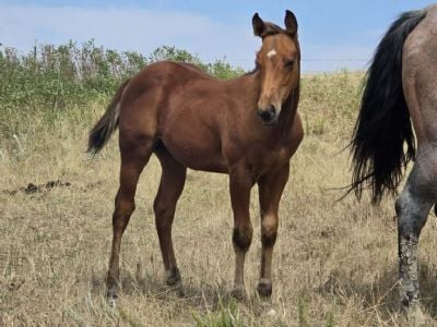 Beatles Bartender JW<BR>AQHA 6500790